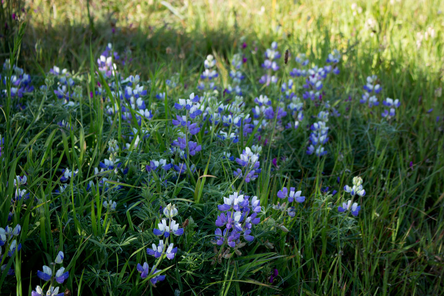 Lupines in a Sonoma County meadow